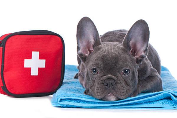 French Bulldog puppy laying on a towel next to a red first aid kit