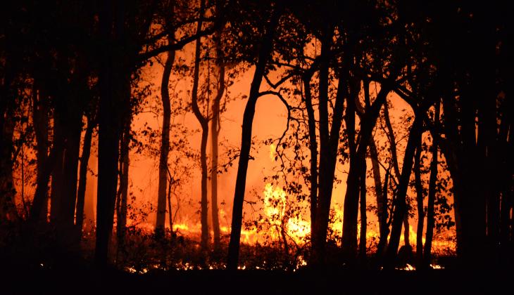 Bushfire