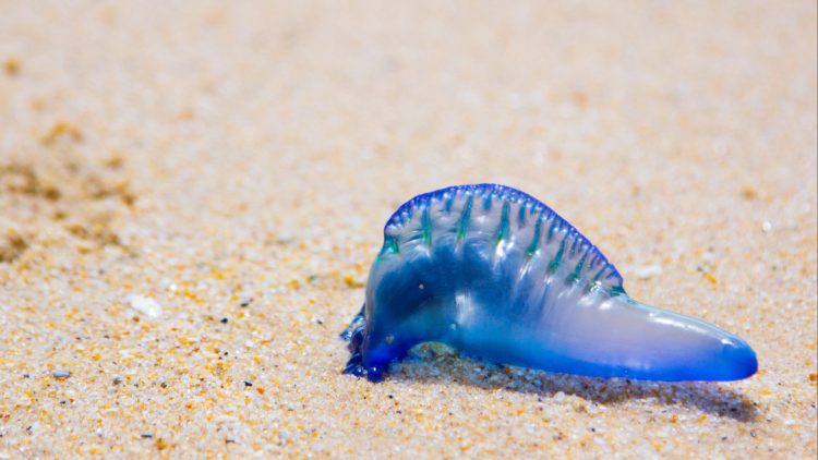 A bluebottle jellyfish lies on sandy beach.