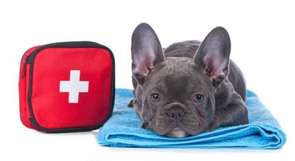 pet first aid